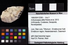 Foto (Objket + Etiketten) von Ambulocapsa altilis (Robins et al., 2013) 